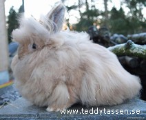 Teddytassens Star