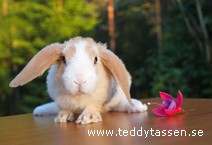 Teddytassens Sunshine