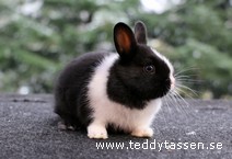 Teddytassens Strimma