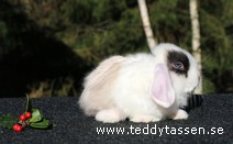 Teddytassens Tindra (satin)