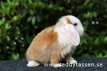 Teddytassens Tinkerbell (satin)