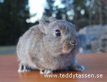 Teddytassens Gippo