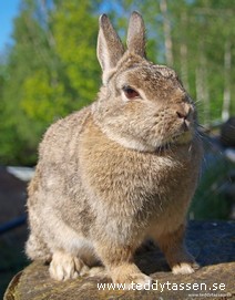 Teddytassens Tussilago