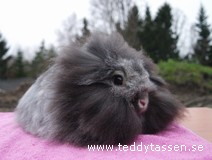 Teddytassens Törnrosa, Rbf