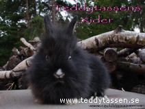 Teddytassens Xider