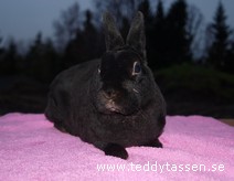 Teddytassens Geisha