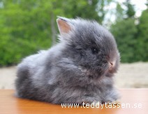 Teddytassens Grädden
