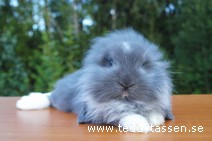 Teddytassens Hallon