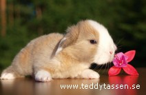 Teddytassens Hedda
