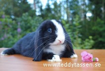 Teddytassens Helmut