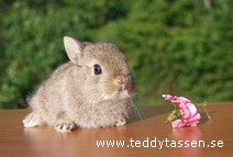 Teddytassens Henrietta