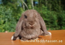 Teddytassens Henrika