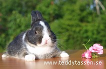 Teddytassens Herkules