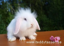 Teddytassens Hjalmar