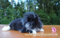 Teddytassens Holger