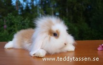 Teddytassens Hubert