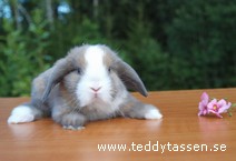 Teddytassens Isidor