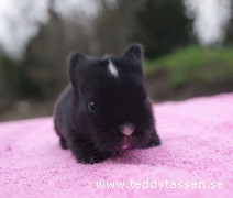 Teddytassens Jessie