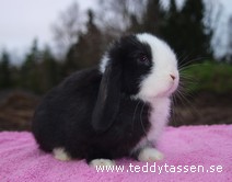 Teddytassens Juliette
