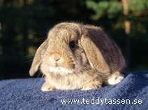 Teddytassens Kloke