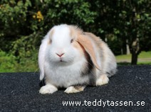 Teddytassens Lalle