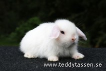 Teddytassens Lexo (satin)