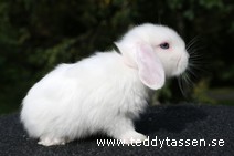 Teddytassens Lillemor (satin)