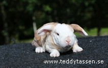 Teddytassens Lingo (rexpälsad)