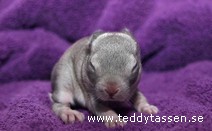 Teddytassens Lisen