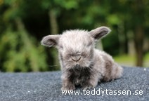 Teddytassens Loco (satin)