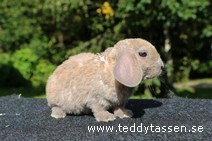 Teddytassens Lughes (rexpälsad)