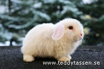 Teddytassens Orrie (satin)