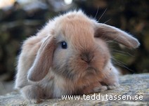 Teddytassens Alive