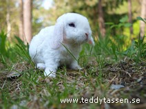 Tipptopp (rexpälsad)