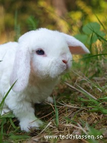 Tobbe (rexpälsad)