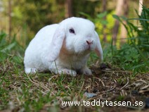 Tramse (rexpälsad)