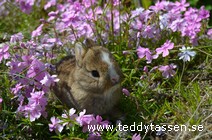 Teddytassens Viola
