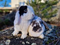 Bella (före detta Socka) & Pricken (Kastrerad)