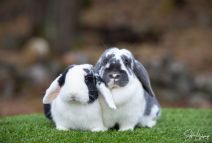Bella (före Detta Socka) & Pricken (kastrerad)