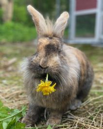 Bella (steriliserad)