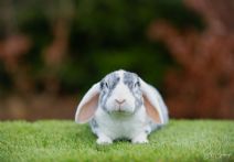 Brian (Kastrerad & Rexpälsad)