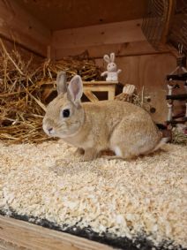 Bunny
