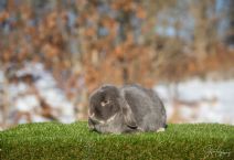 Calle BamBam (Kastrerad och ringmärkt)