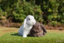 Charlie (kastrerad) & Luna (kastrerad