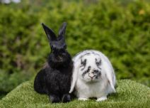 Daisy (fd: Pixie) & Vidar (fd: Spagheera) - Båda Är Kastrerade!