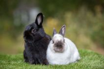 Doris & Harry (kastrerad)