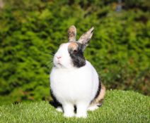 Doris (hona Boendes Utomhus)