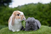 Dumle (fd: Sigge) & Ida (båda Är Kastrerade)