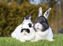 Dybala & Happy (mor & Dotter)