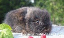 Teddytassens Ebbe